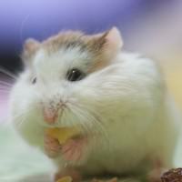 ハムスター