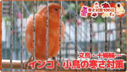 文鳥・十姉妹・インコ・小鳥の寒さ対策