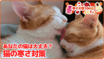 あなたの猫は大丈夫?猫の寒さ対策
