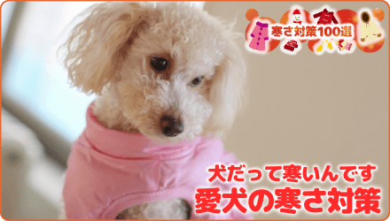 犬だって寒いんです 愛犬の寒さ対策