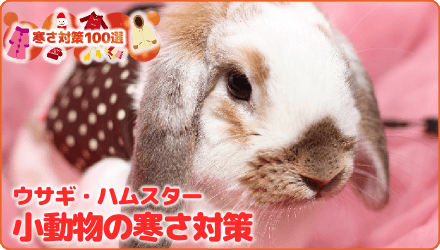 ウサギ・ハムスター小動物の寒さ対策