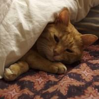 布団に入るネコ