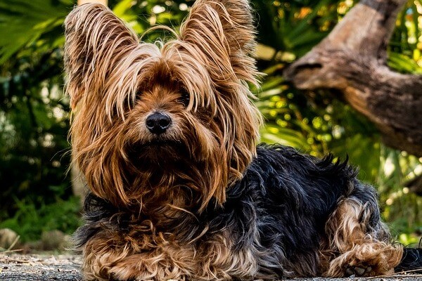 暑そうなヨークシャテリア