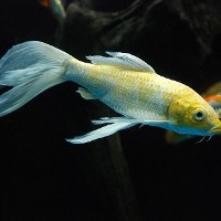 ヒレナガニシキゴイ