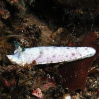 サギリオトメウミウシ