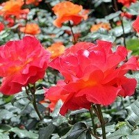 プリンセスミチコ