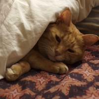 布団にくるまる猫