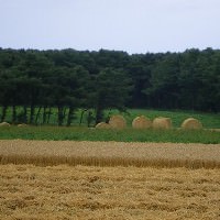 北海道の牧草地